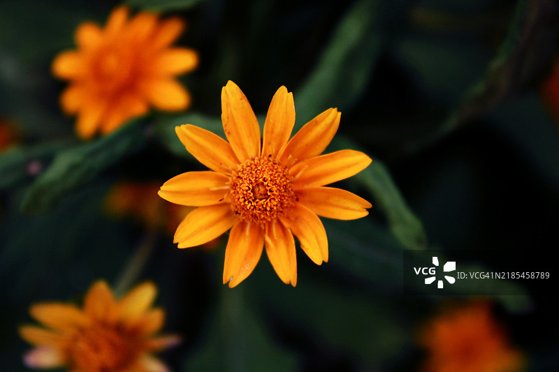 橙色花朵的特写，泰米尔纳德邦，印度，蒂鲁内尔维。图片素材