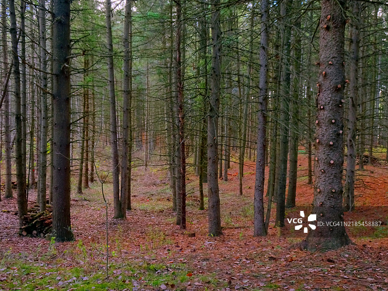 森林中生长的树木图片素材