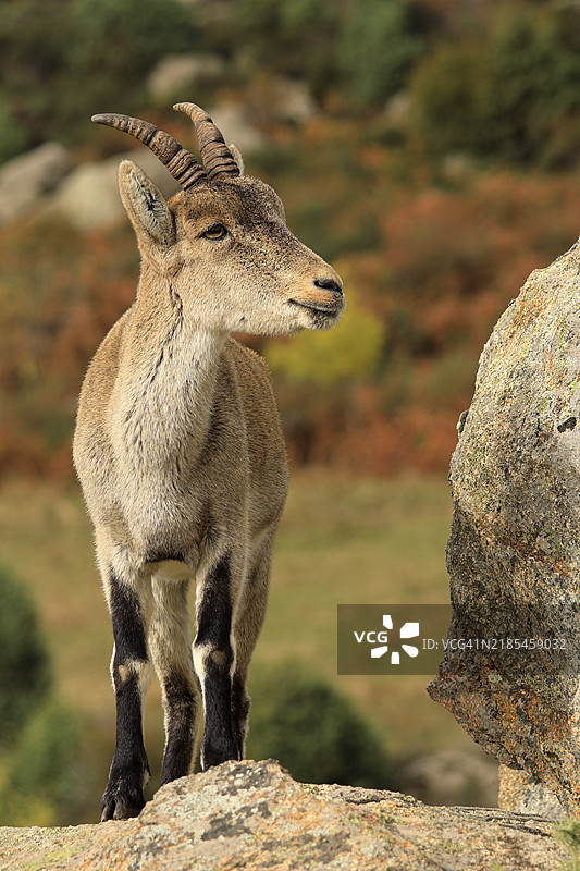 岩石上的山羊特写镜头图片素材