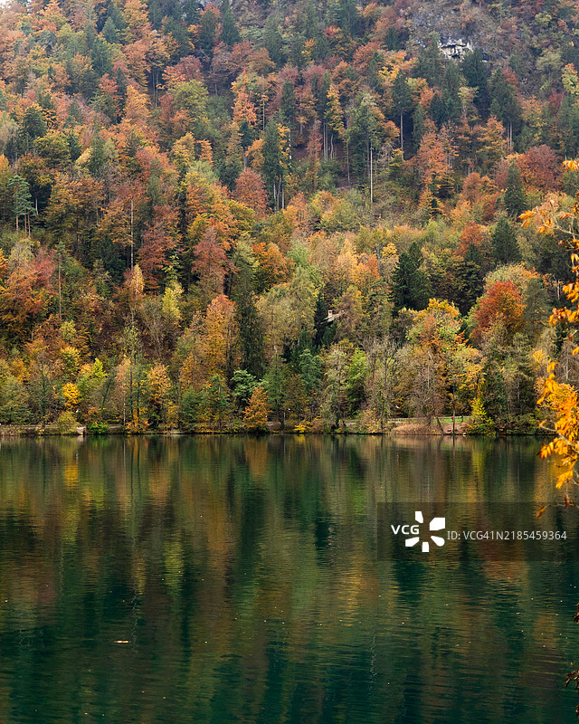 森林中的湖泊美景图片素材