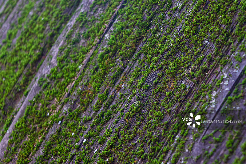 树干上生长的苔藓特写图片素材