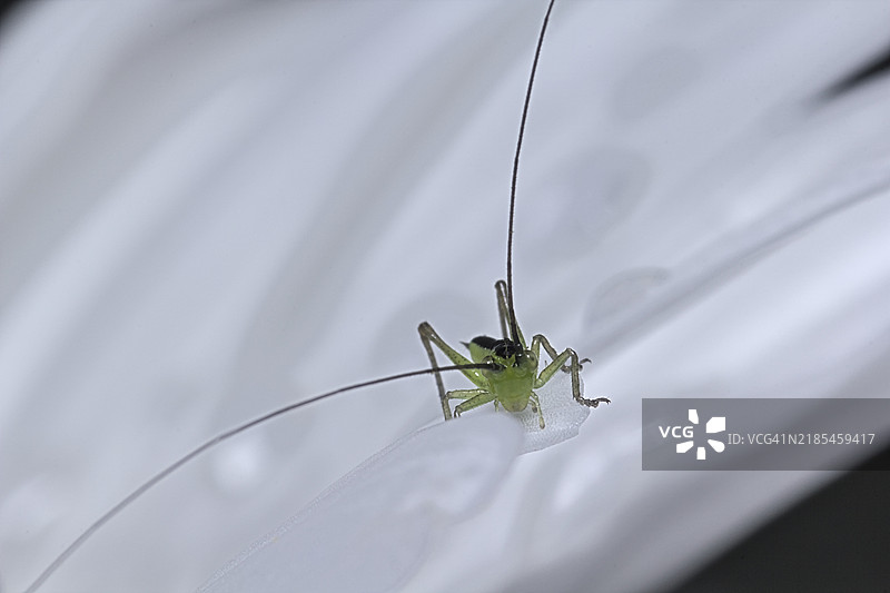 昆虫特写镜头图片素材