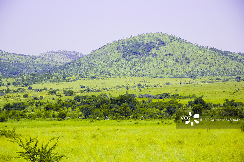 克鲁格国家公园的野生动物冒险与原始草原图片素材