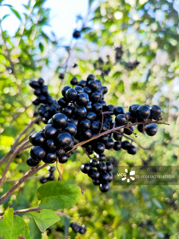 丰盛花园中枝头的光滑黑莓特写图片素材