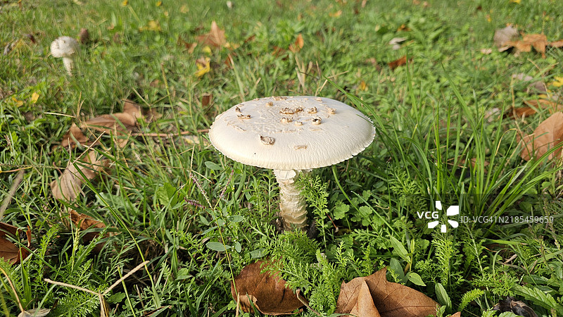 田野上生长的蘑菇特写图片素材