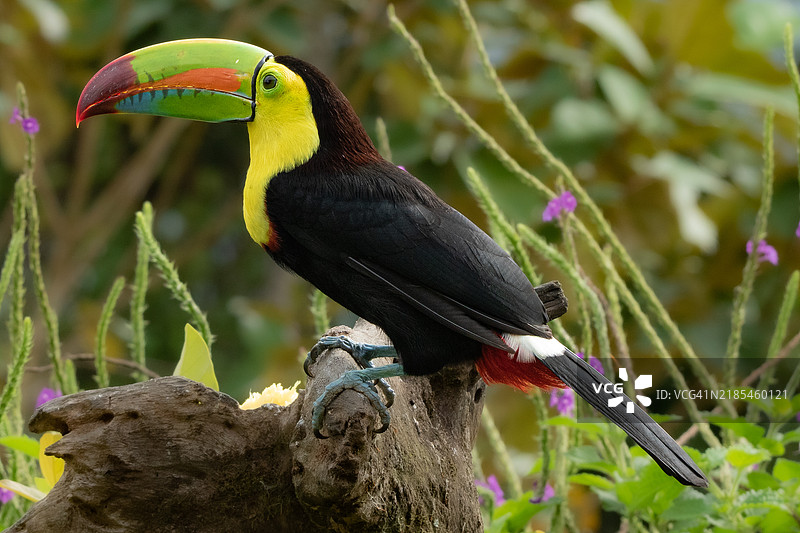 犀鸟栖息在树枝上的特写镜头图片素材