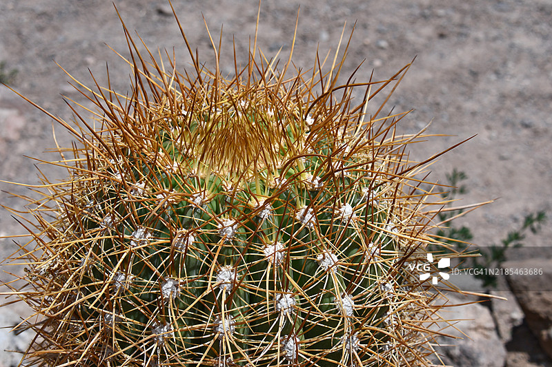 索卡伊雷的仙人掌（智利阿塔卡马沙漠圣佩德罗·德·阿塔卡马）图片素材