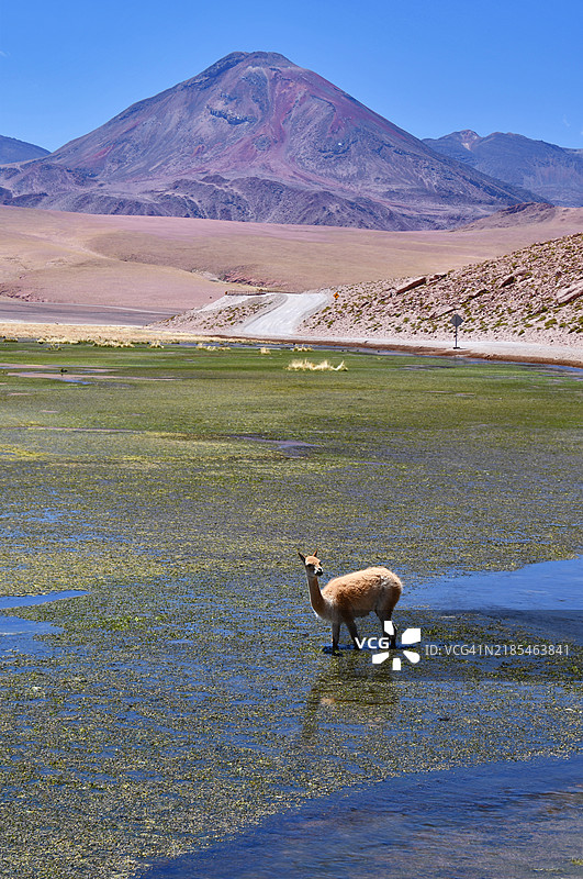 在普塔纳河畔的维库尼亚（智利，阿塔卡马沙漠，圣佩德罗·阿塔卡马）图片素材