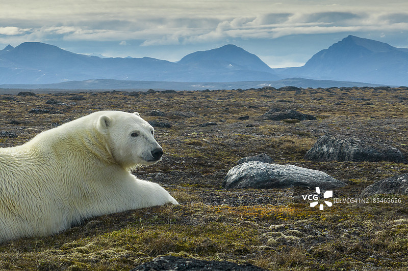 北极地区巴芬岛努纳武特地区的极地熊在苔原上休息的鸟瞰图图片素材