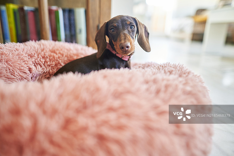 腊肠犬在床上的肖像图片素材