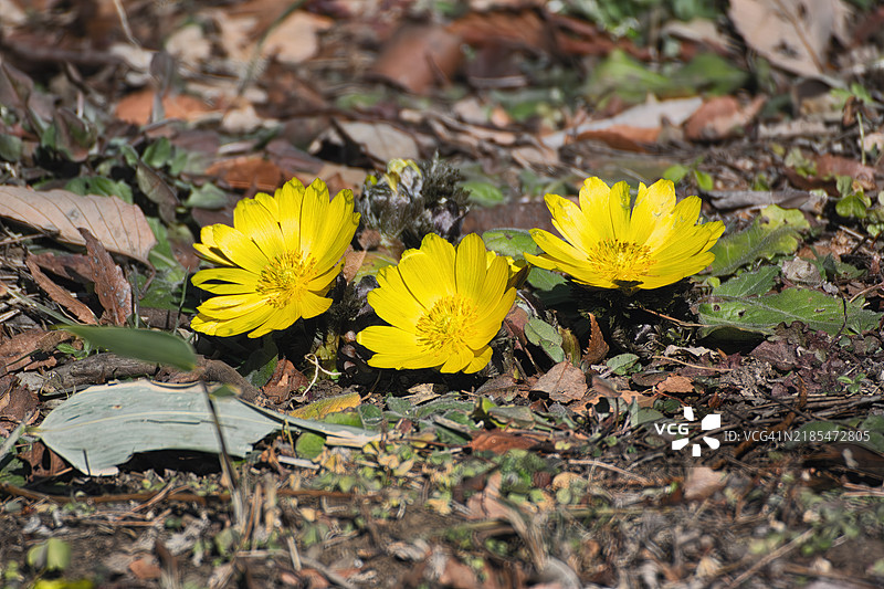 美丽的花朵图片素材