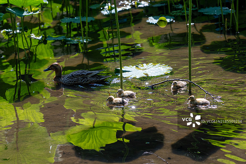 日本的花、鸟和树图片素材