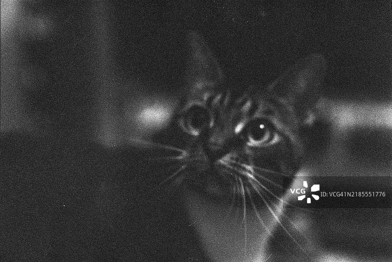 猫咪胶卷相机摄影颗粒感肖像图片素材