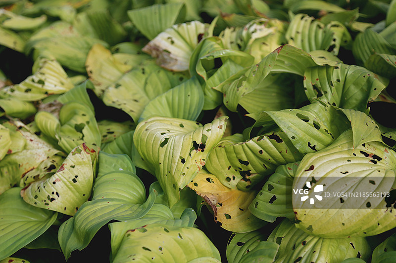 全景展示叶斑病的宿根植物图片素材