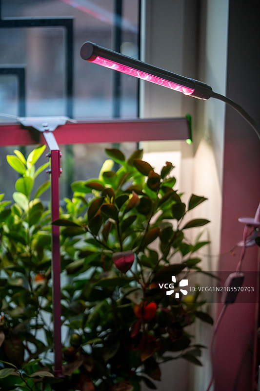 植物生长灯照亮家中的柑橘树。冬季室内植物的补充照明LED灯，柔焦效果。人工生长光。图片素材