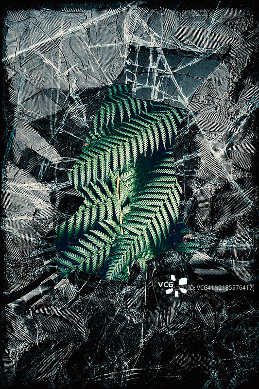 蕨类植物叶子破碎的窗户图片素材