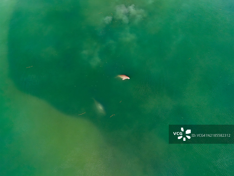 从上方拍摄的海牛在生机勃勃的绿色海水中游泳，展示了海洋野生动物在其自然栖息地中的景象。图片素材