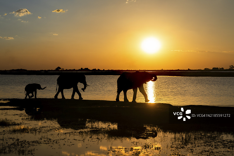 三头非洲象（Loxodonta africana）在日落时分沿着乔贝河行走。野生动物呈现剪影。背景中太阳落下，散发出鲜艳的橙色。博茨瓦纳乔贝国家公园，非洲图片素材