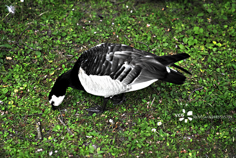 白额雁 _ Brant goose _ Brandgans图片素材