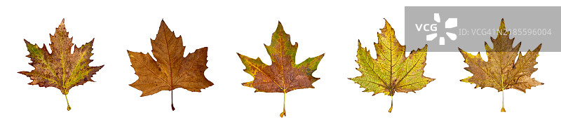五片秋天的叶子在白色背景上图片素材