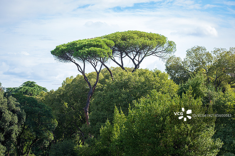 伞形松树图片素材