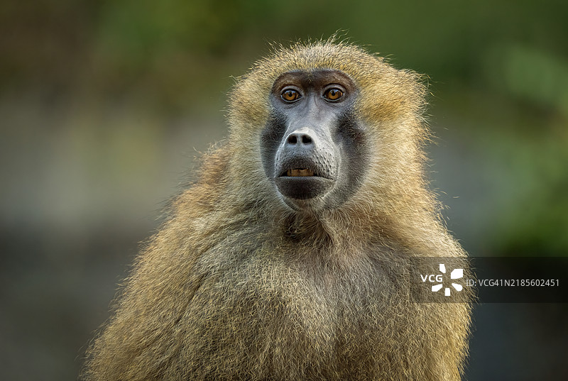 雌性几内亚狒狒（Papio papio）的肖像图片素材