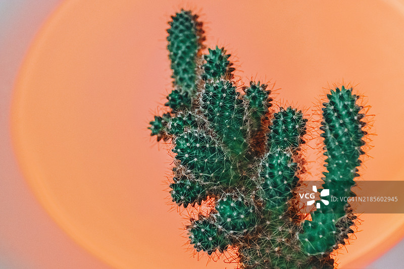 绿色仙人掌上有小刺，背景为温暖的橙色渐变。图片素材