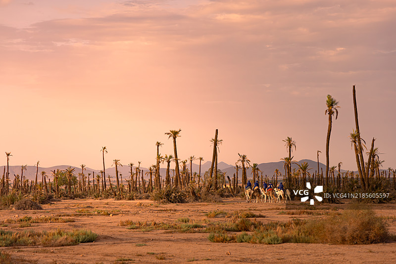 摩洛哥沙漠日落时的旅游骆驼大 caravan图片素材