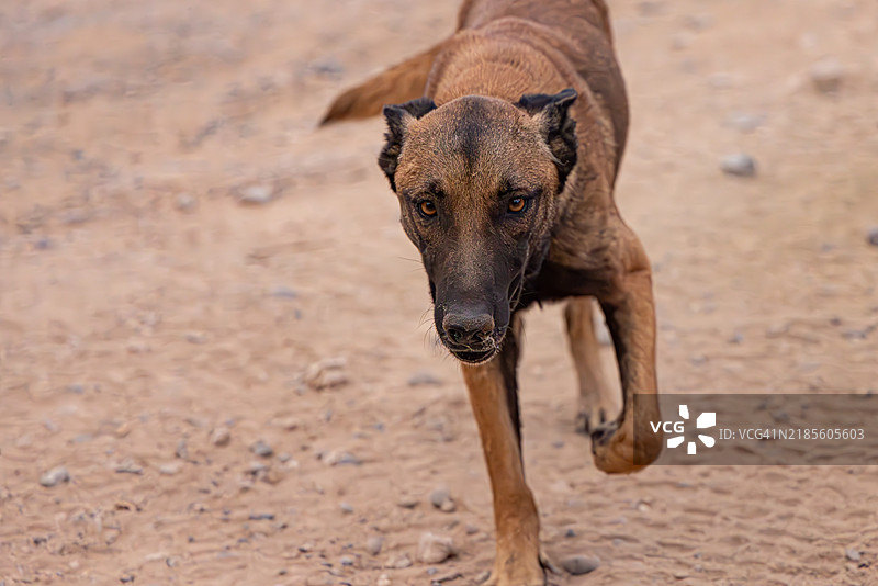 在摩洛哥沙漠中接近游客的流浪比利时马利诺犬混种犬图片素材