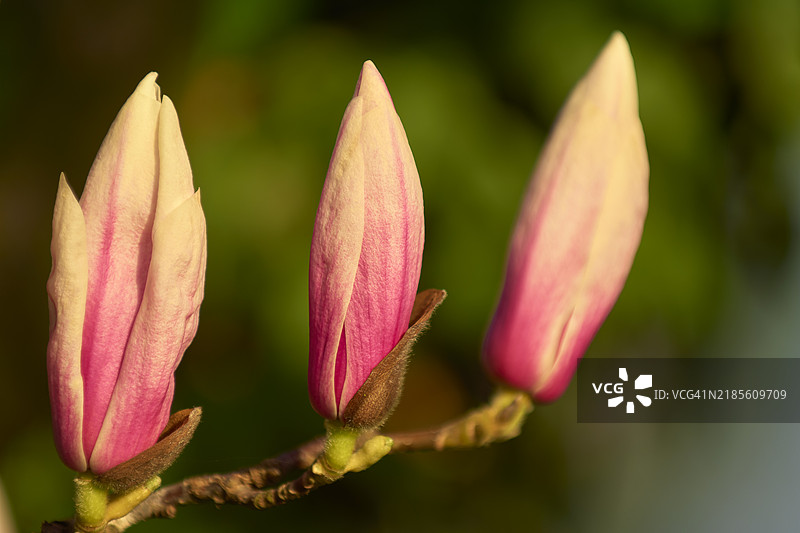 闭合的玉兰花（Magnolia），特写，春季图片素材