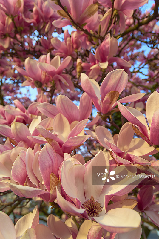 玉兰花（木兰科），盛开，春季图片素材