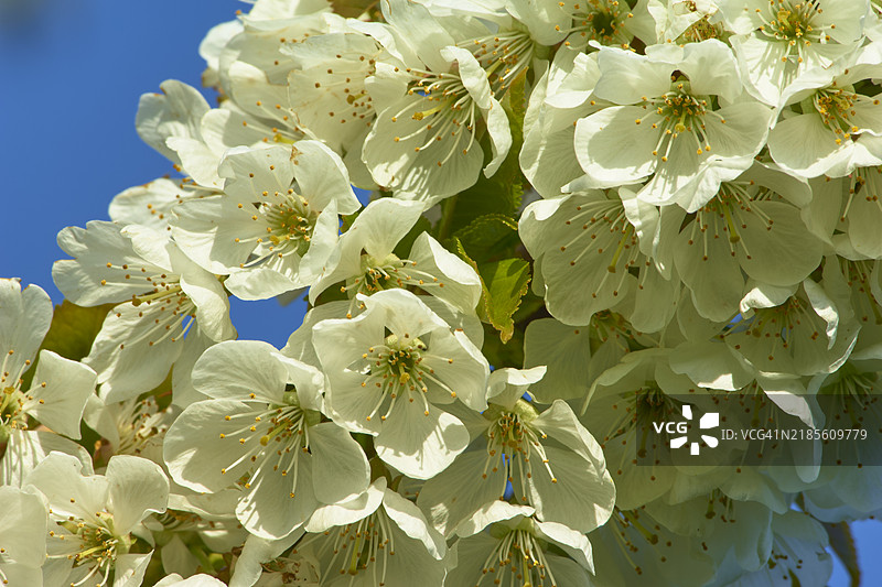 德国欧洲的春季梨花盛开图片素材