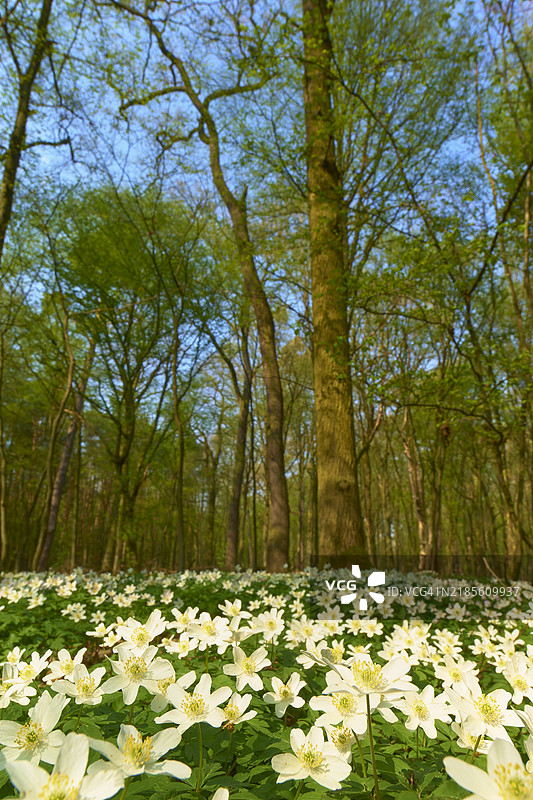 木兰花（Anemone nemorosa），开花，春季，德国，欧洲图片素材