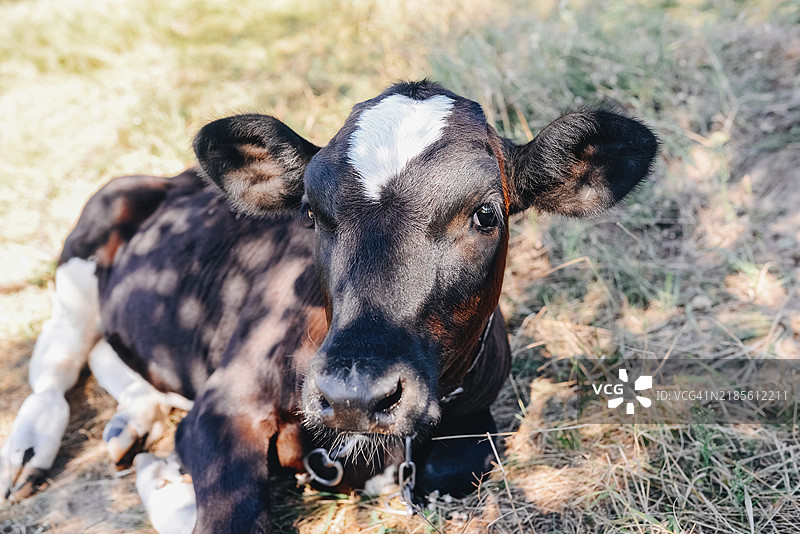年轻的小牛在阳光明媚的日子里躺在草地上，额头上有一个白点。图片素材
