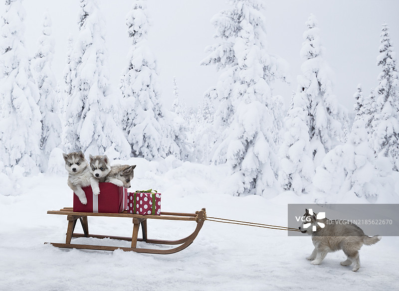 一只小狗拉着雪橇，上面坐着三只小狗和圣诞礼物。图片素材