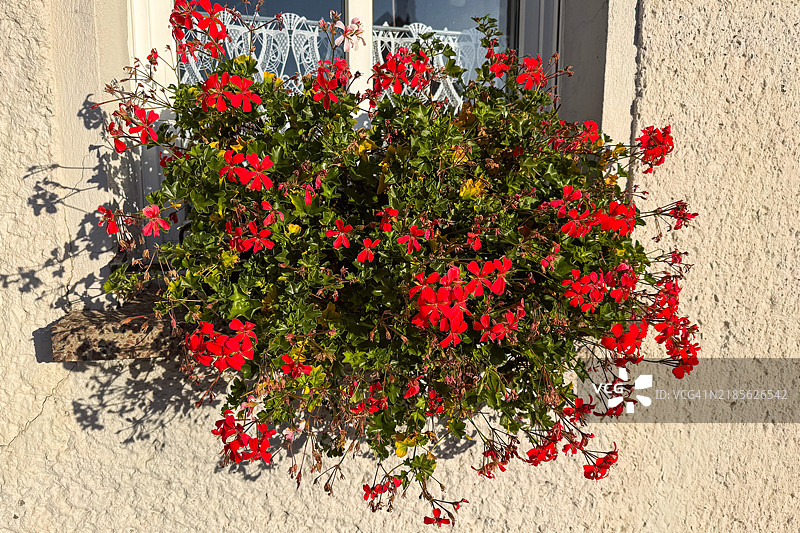 住宅楼窗户上的花卉装饰图片素材