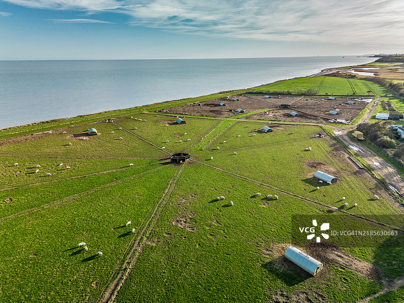 英国萨福克的猪场（无人机视角）图片素材