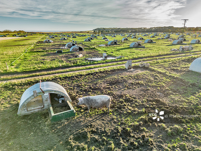 英国萨福克的猪场（无人机视角）图片素材