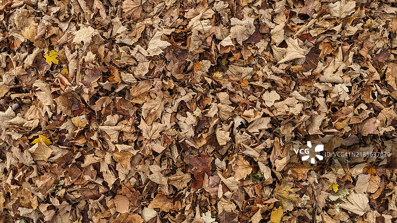 地面上的秋叶图片素材