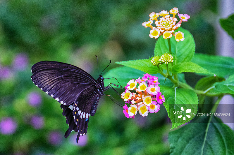 紫斑蝶图片素材