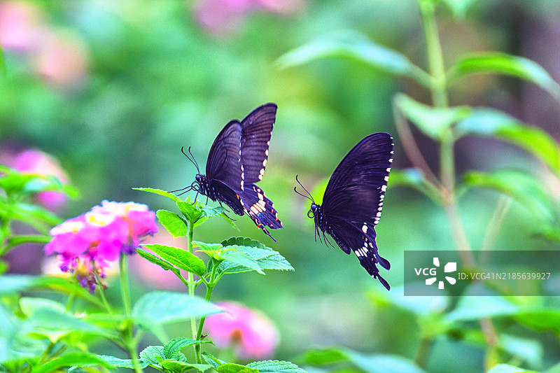 紫斑蝶图片素材