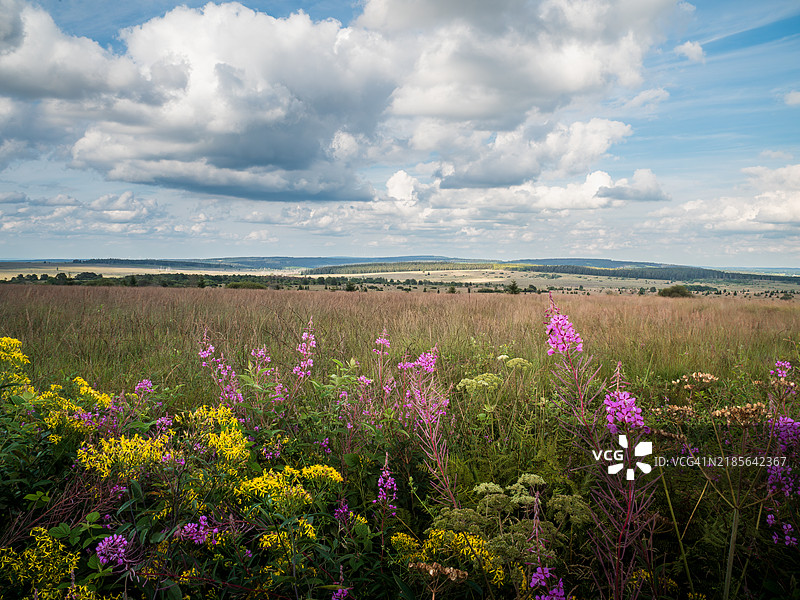 高沼地的风景,针叶树、草地和花朵,位于比利时阿登地区著名的自然地标——高沼地(Hautes Fagnes),高沼地-艾菲尔自然公园,列日省,比利时。图片素材