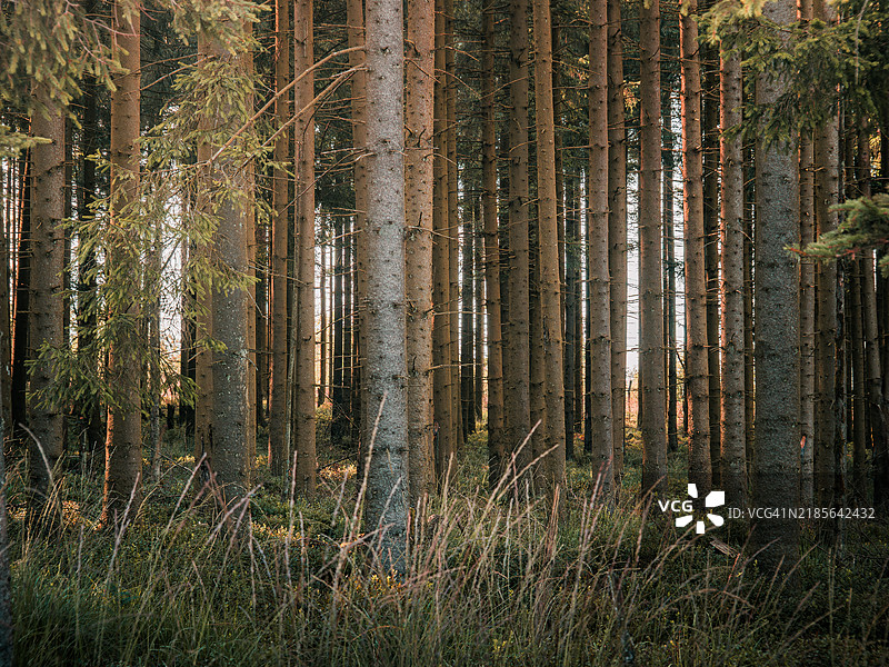 比利时阿登地区著名自然地标高沼泽(Hautes Fagnes)中的松树林和草地覆盖的针叶树干,高沼泽-艾菲尔自然公园 - 列日省 - 瓦隆 - 比利时。图片素材