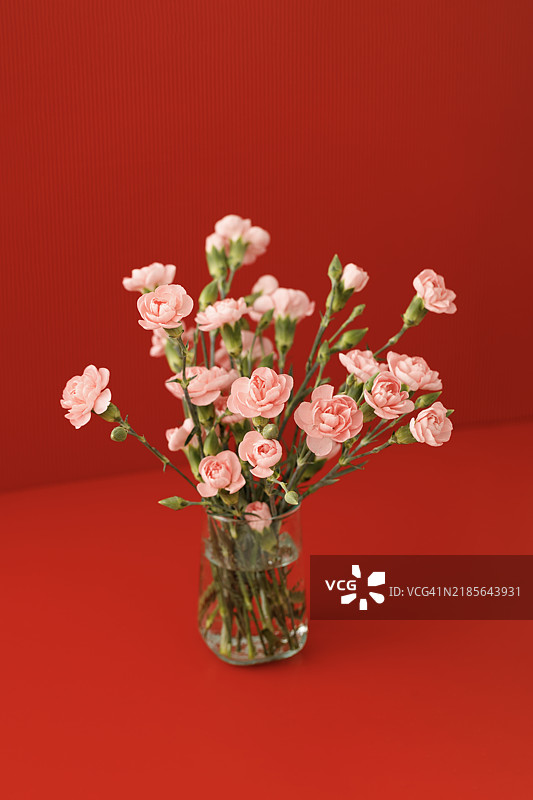 红色背景下的粉色喷雾康乃馨花朵特写放在花瓶中图片素材