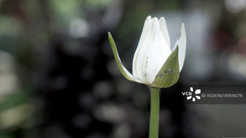 一朵白色花朵与绿色叶子图片素材