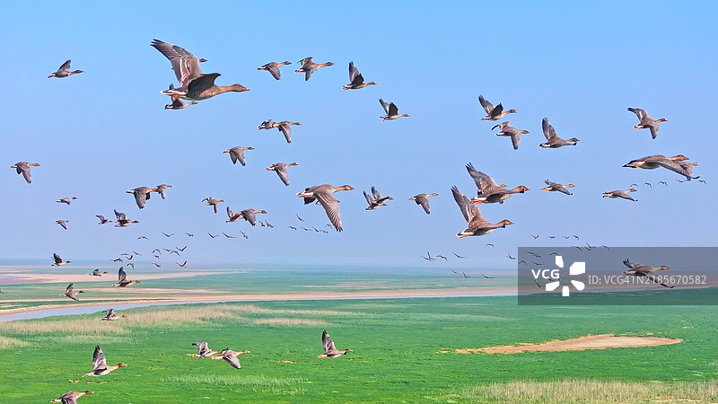 一群野鹅，鄱阳湖湿地图片素材