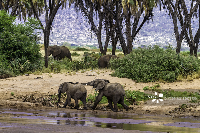非洲大象在桑布鲁国家保护区的埃瓦索·尼罗河中嬉戏。图片素材