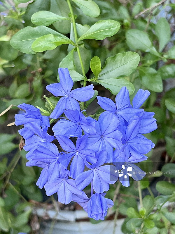 热带花园中植物上的蓝紫色花朵图片素材