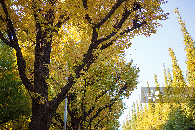 东京的秋季氛围图片素材
