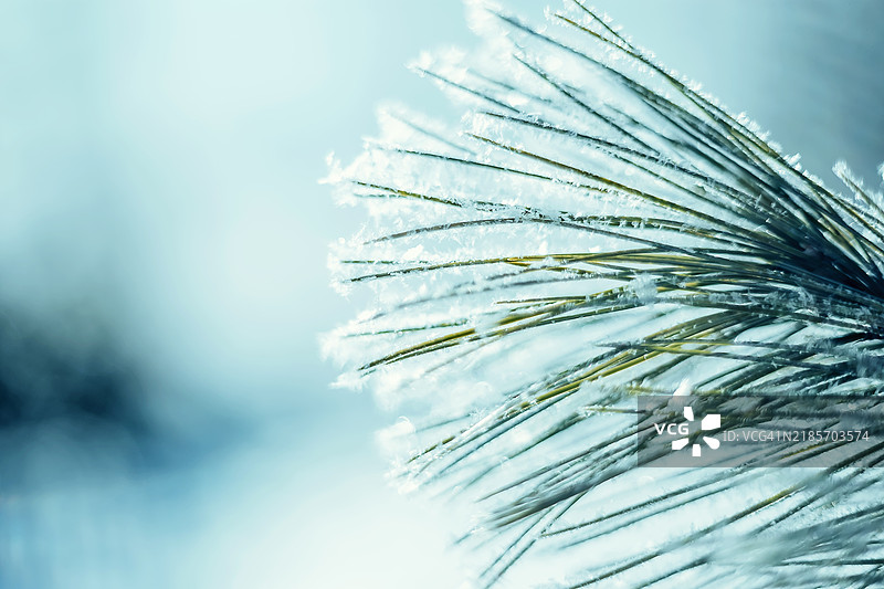 柔和冬光中的霜冻松针。特写镜头展示了覆盖霜冻的松针在柔和、凉爽的光线下闪闪发光，背景模糊。展现了冬季自然之美的宁静而细腻的描绘。图片素材